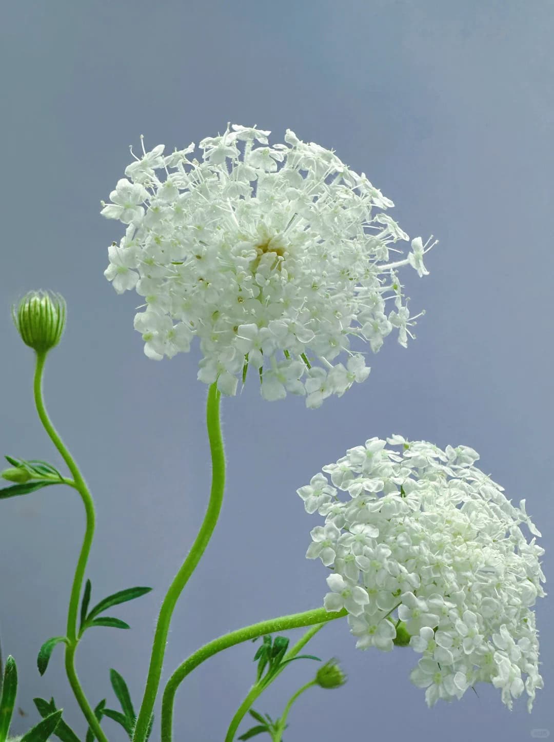 婀娜多姿的翠珠花_10_芸影_来自小红书网页版