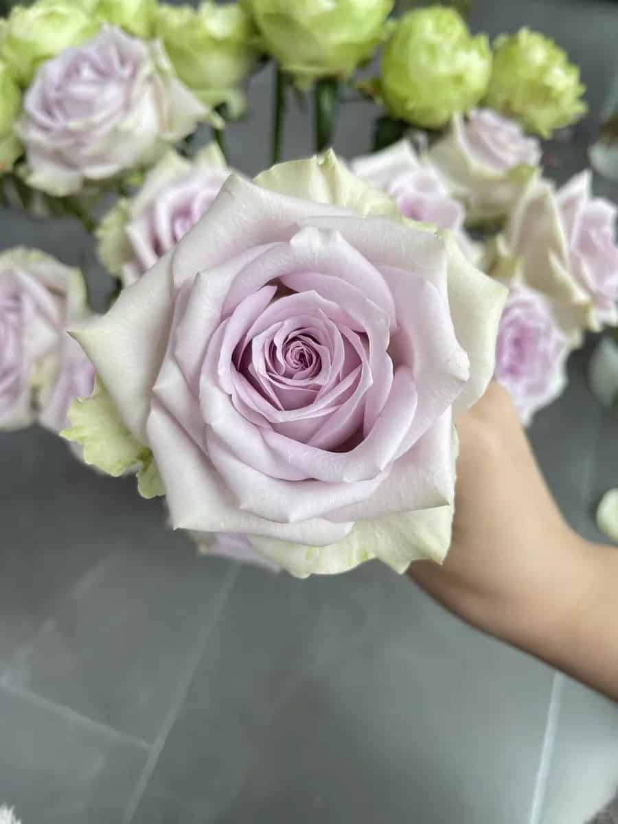 客返 不小的海洋之谜_1_Rosa家的花_来自小红书网页版