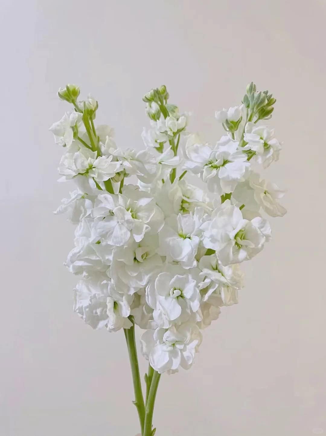 每天认识一种花之紫罗兰_1_花艺爱好者_来自小红书网页版