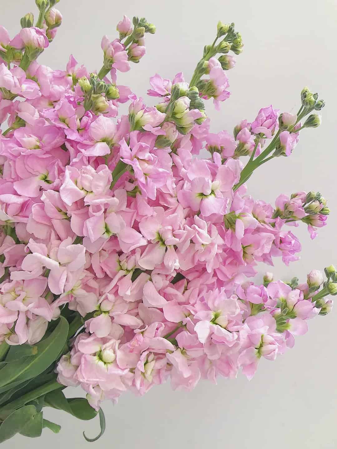 紫罗兰好看是好看 就是有点臭_1_A花拾记鲜花_来自小红书网页版